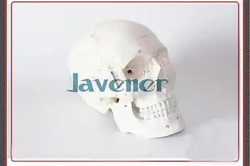Анатомическая форма головы Скелета человека в натуральную величину Модель Черепа Дешевая и изящная
