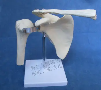 Анатомическая скелетная модель ключичного сустава человеческой лопатки