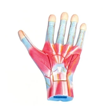 Анатомическая модель увеличения руки, медицинская обучающая демонстрация 39*27*10 см, бесплатная доставка